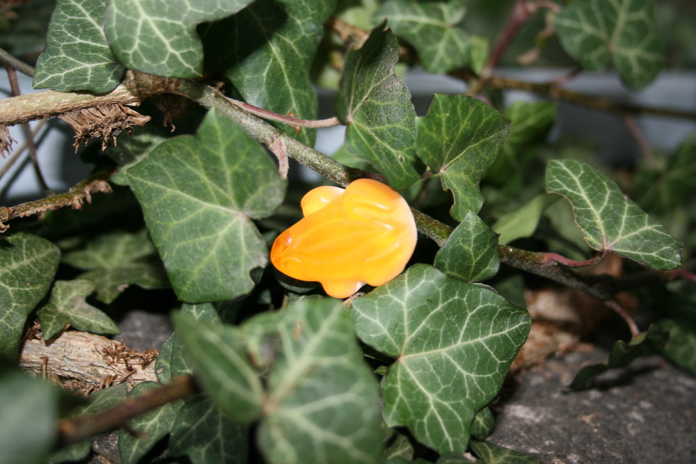 protective mimicry