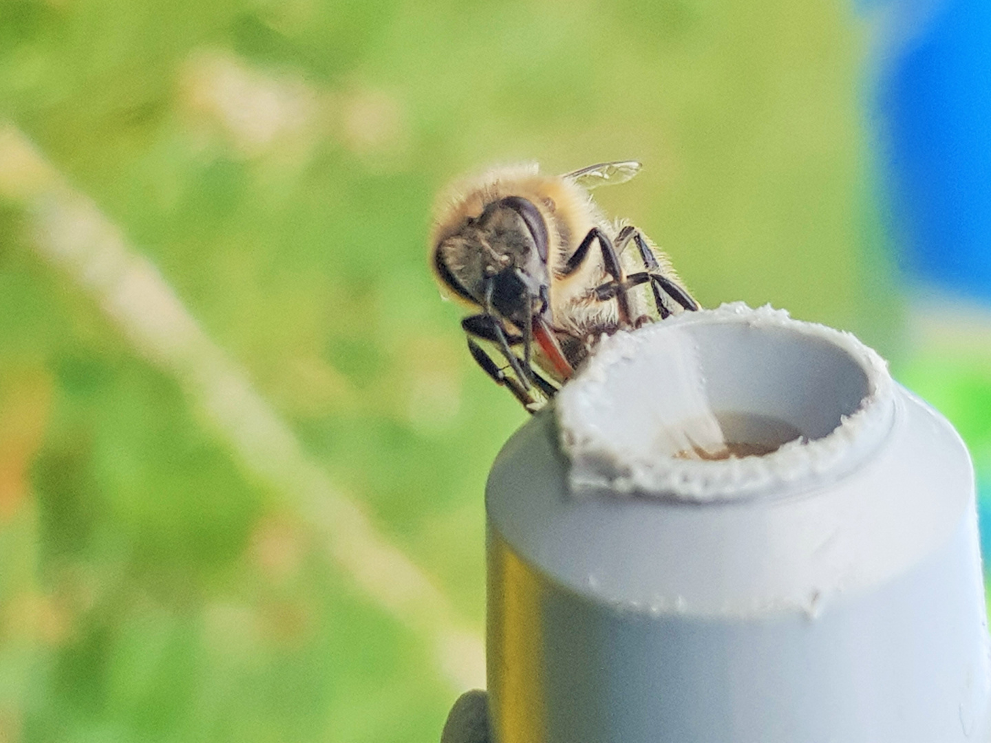 Protects the Bees...!!!