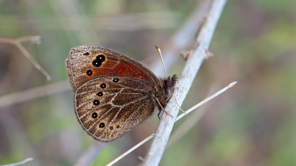 Proterebia afra Foto & Bild fotos, dokumentation