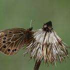 Proterebia afra » Dalmatian Ringlet (1)