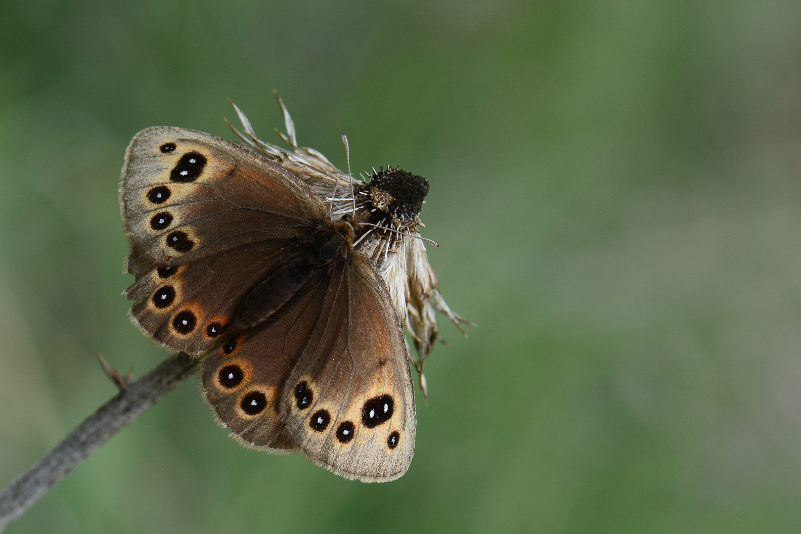 Proterebia afra » Dalmatian Ringlet (2)