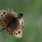 Proterebia afra » Dalmatian Ringlet (2)