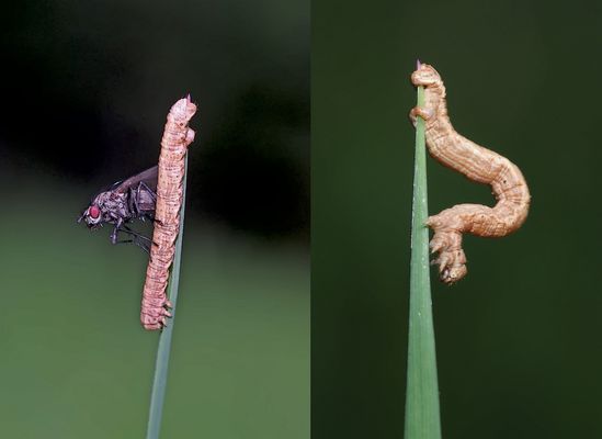 Protest: die Spannerraupe will keinen Fliegenbesuch!