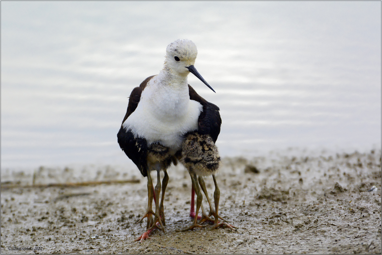 protezione di mamma