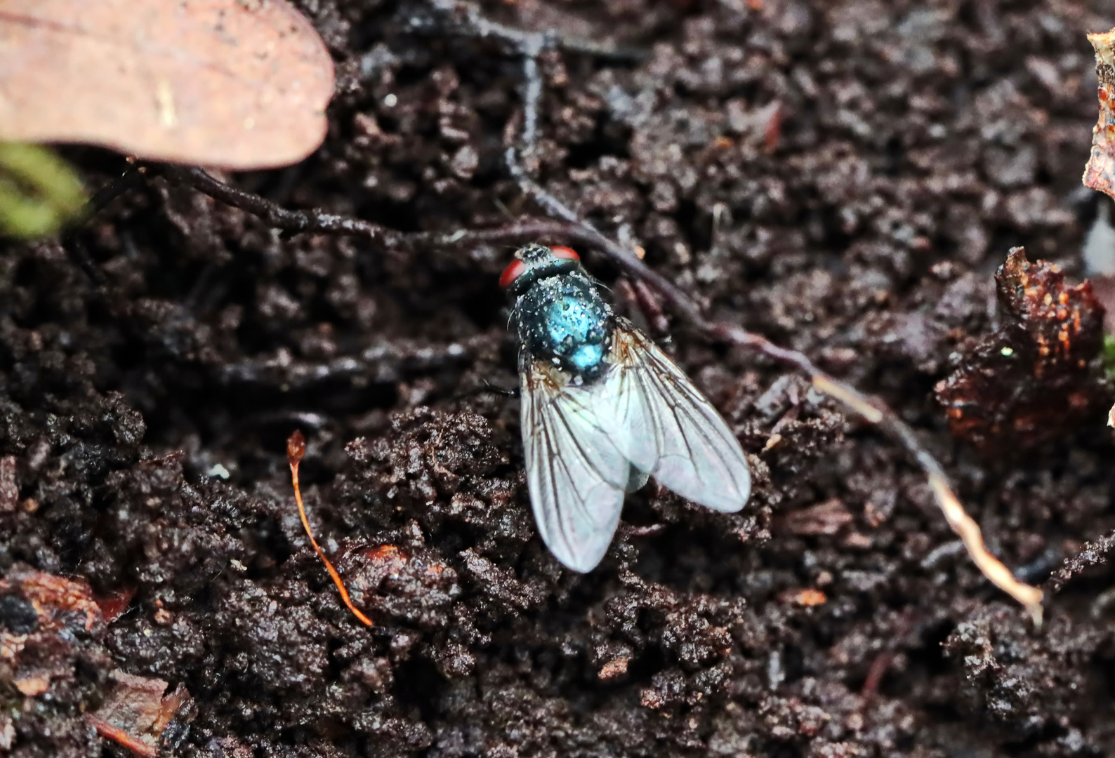 Protocalliphora azurea,Weibchen