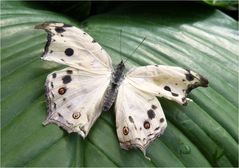 Protogoniomorpha parhassus