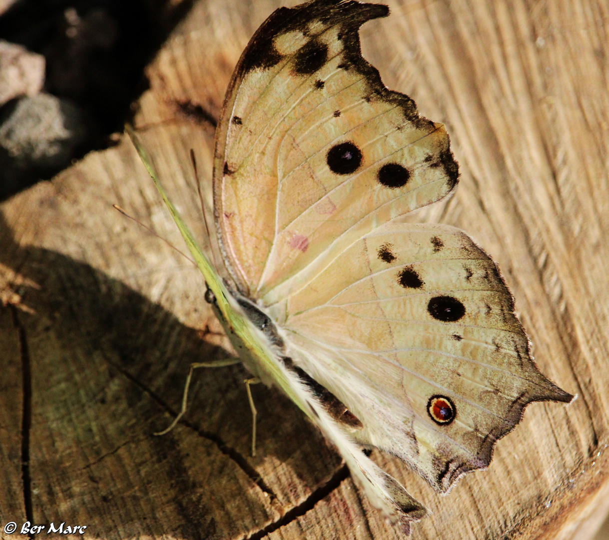 Protogoniomorpha parhassus