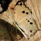 Protogoniomorpha parhassus