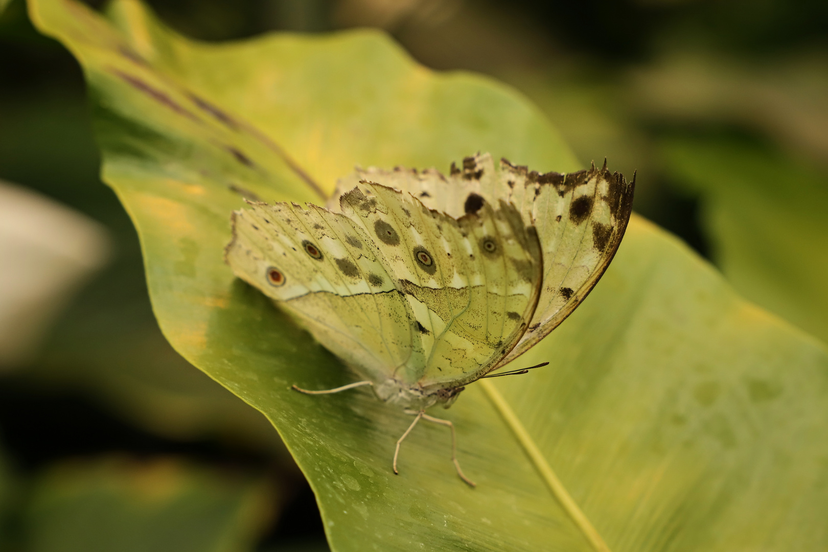 Protogoniomorpha parhassus, Mother of Pearl (2018_05_24_EOS 6D Mark II_3308_ji)