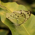 Protogoniomorpha parhassus, Mother of Pearl (2018_05_24_EOS 6D Mark II_3308_ji)