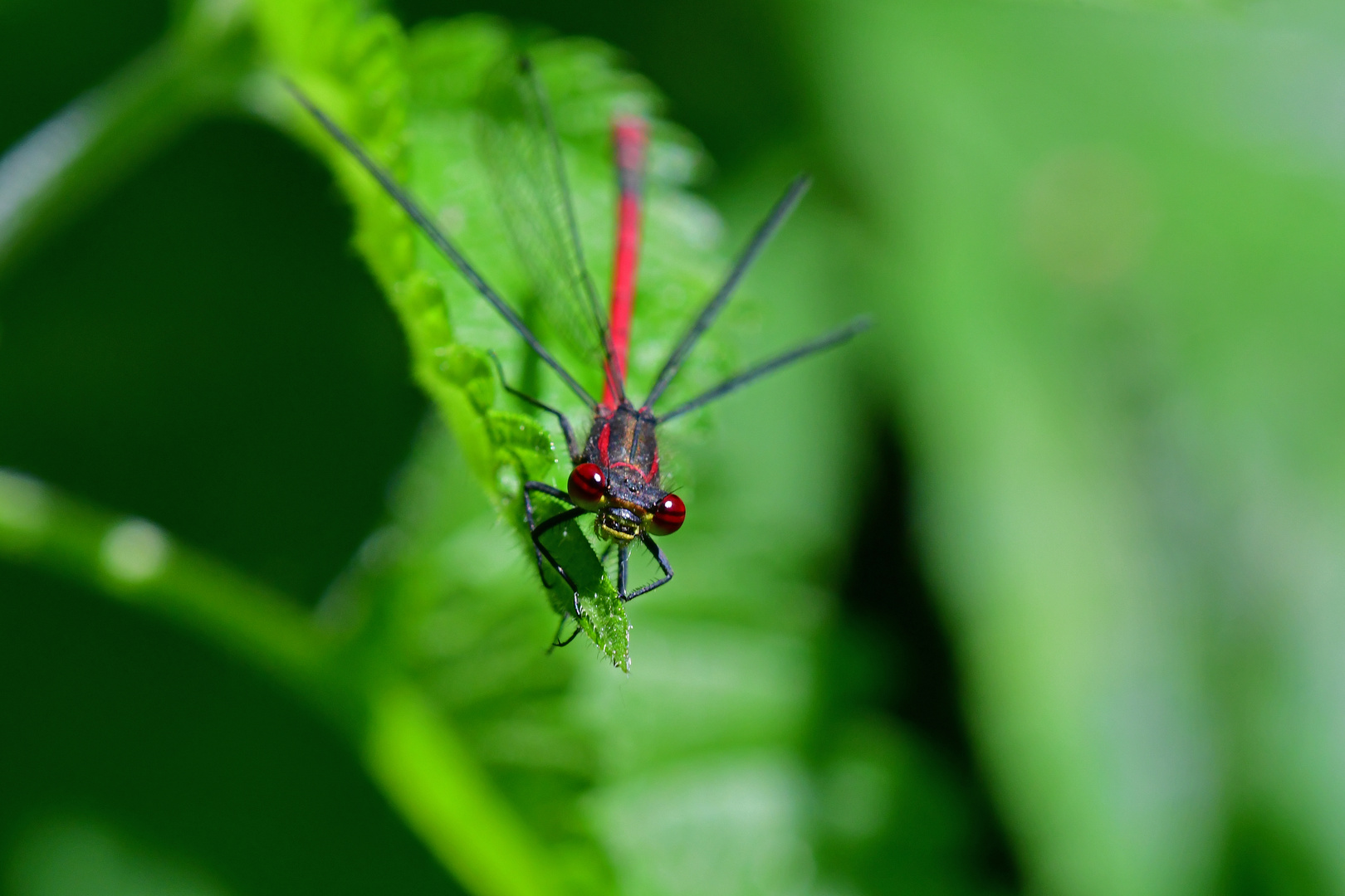 Protrait einer Adonislibelle (Pyrrhosoma nymphula)