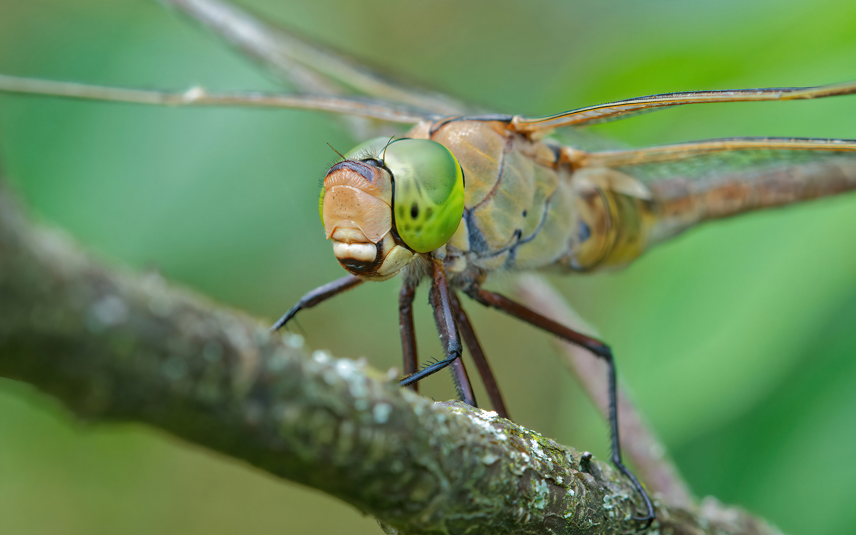 Protrait Kleine Königslibelle