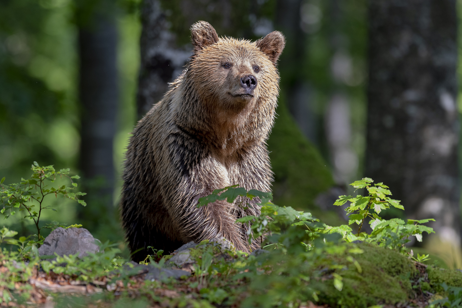 Proud bear