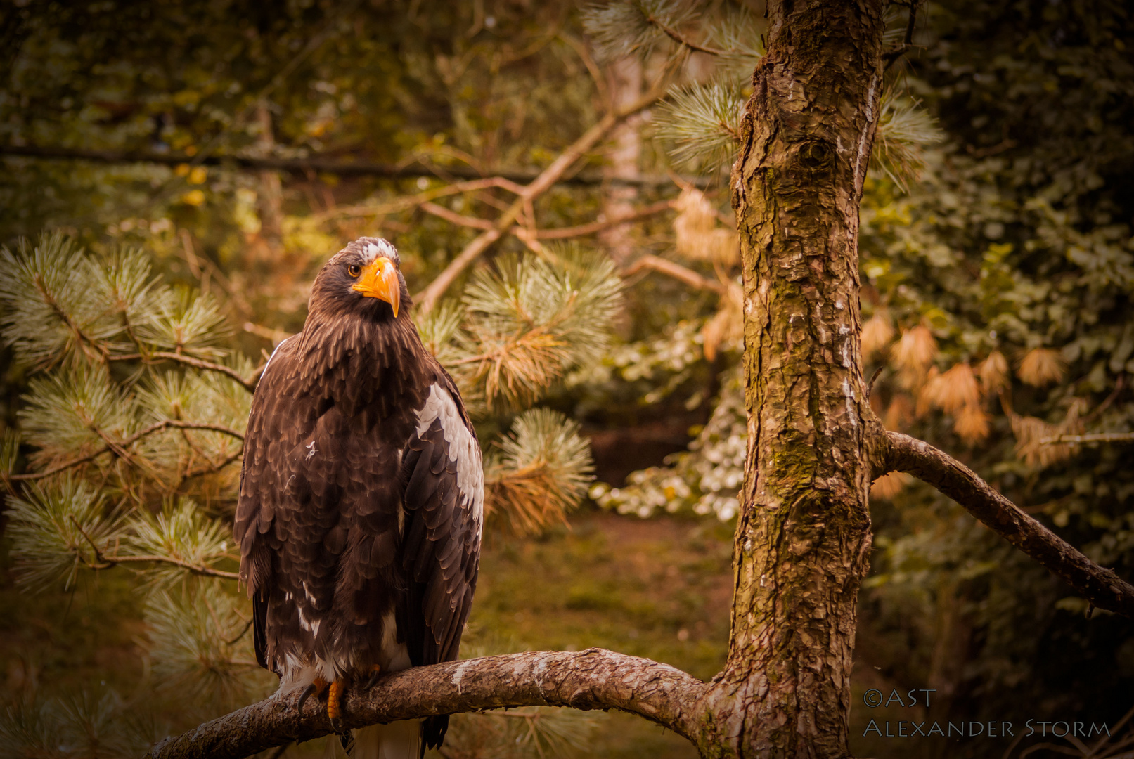 proud Bird