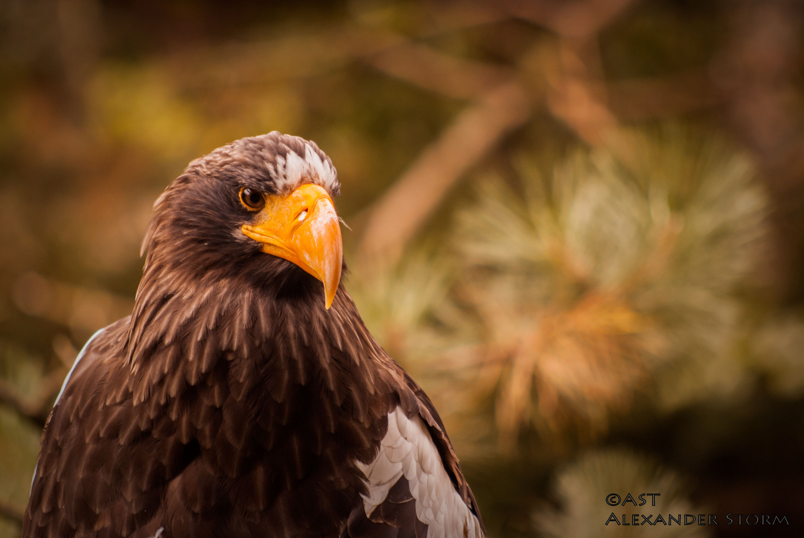 proud Bird II