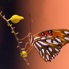 Proud Butterfly - Resumbitted