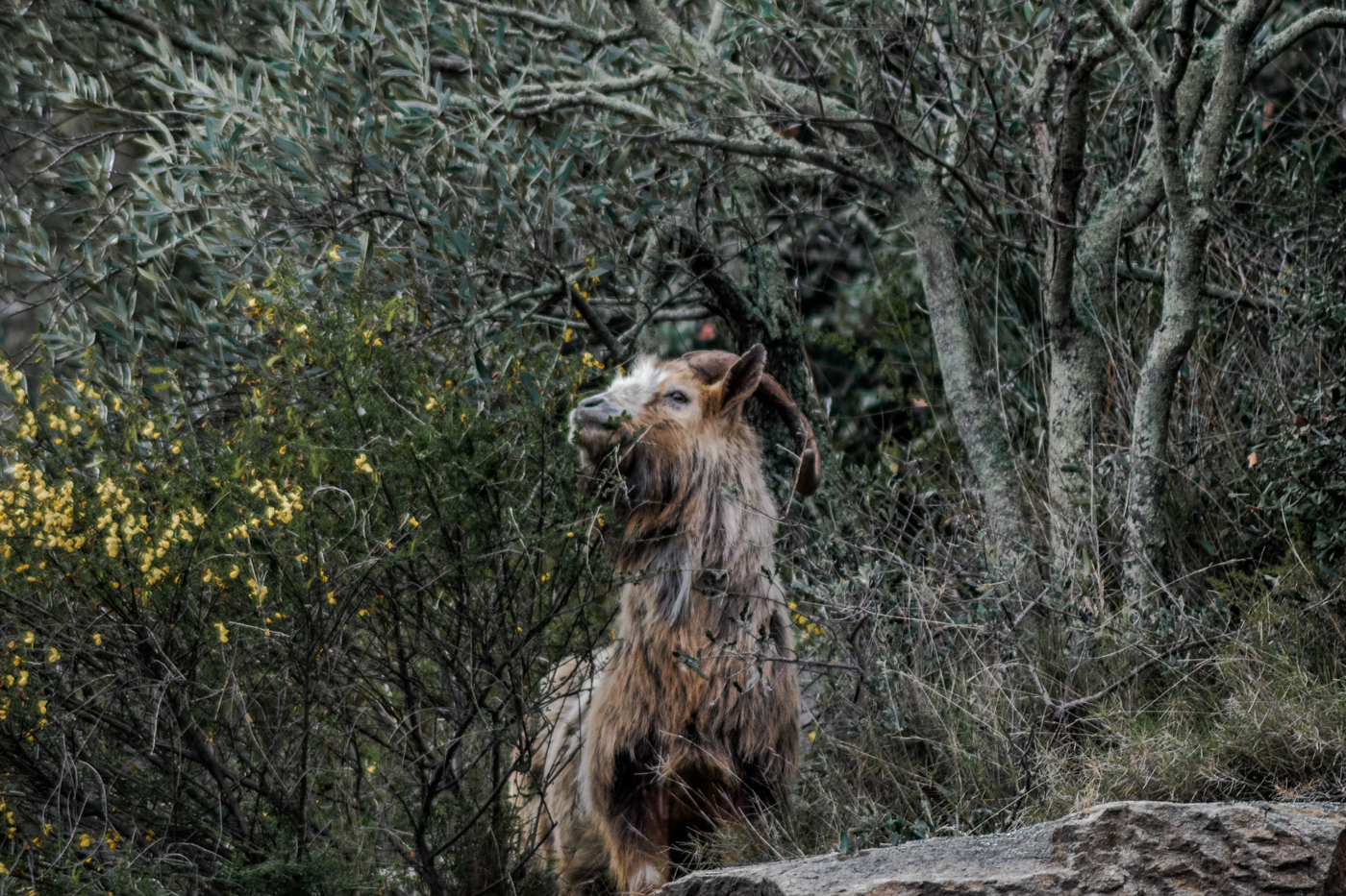 Proud Goat