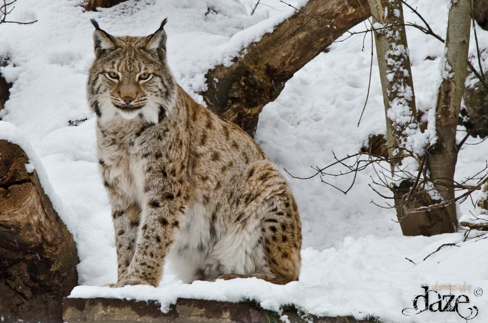 Proud Lynx