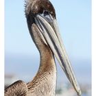 proud pelican