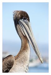 proud pelican