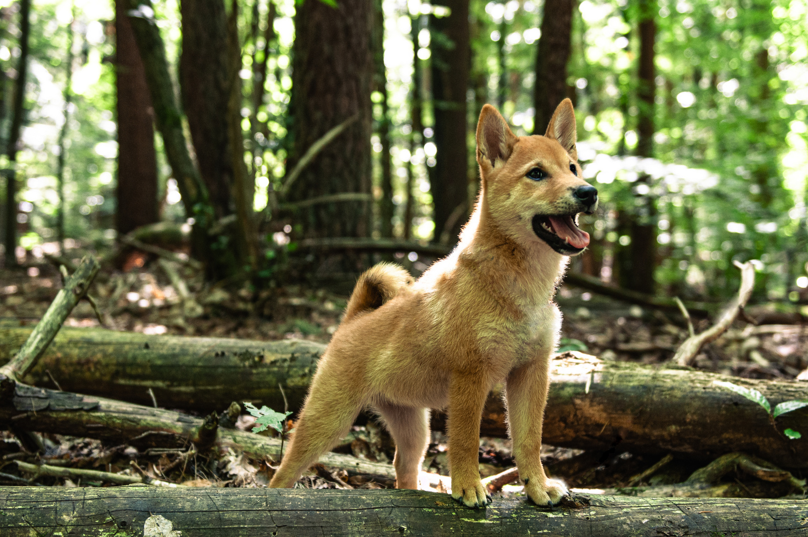 Proud shiba puppy