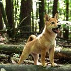 Proud shiba puppy