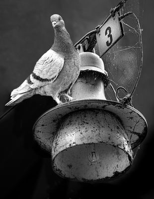 Prova a prendermi....