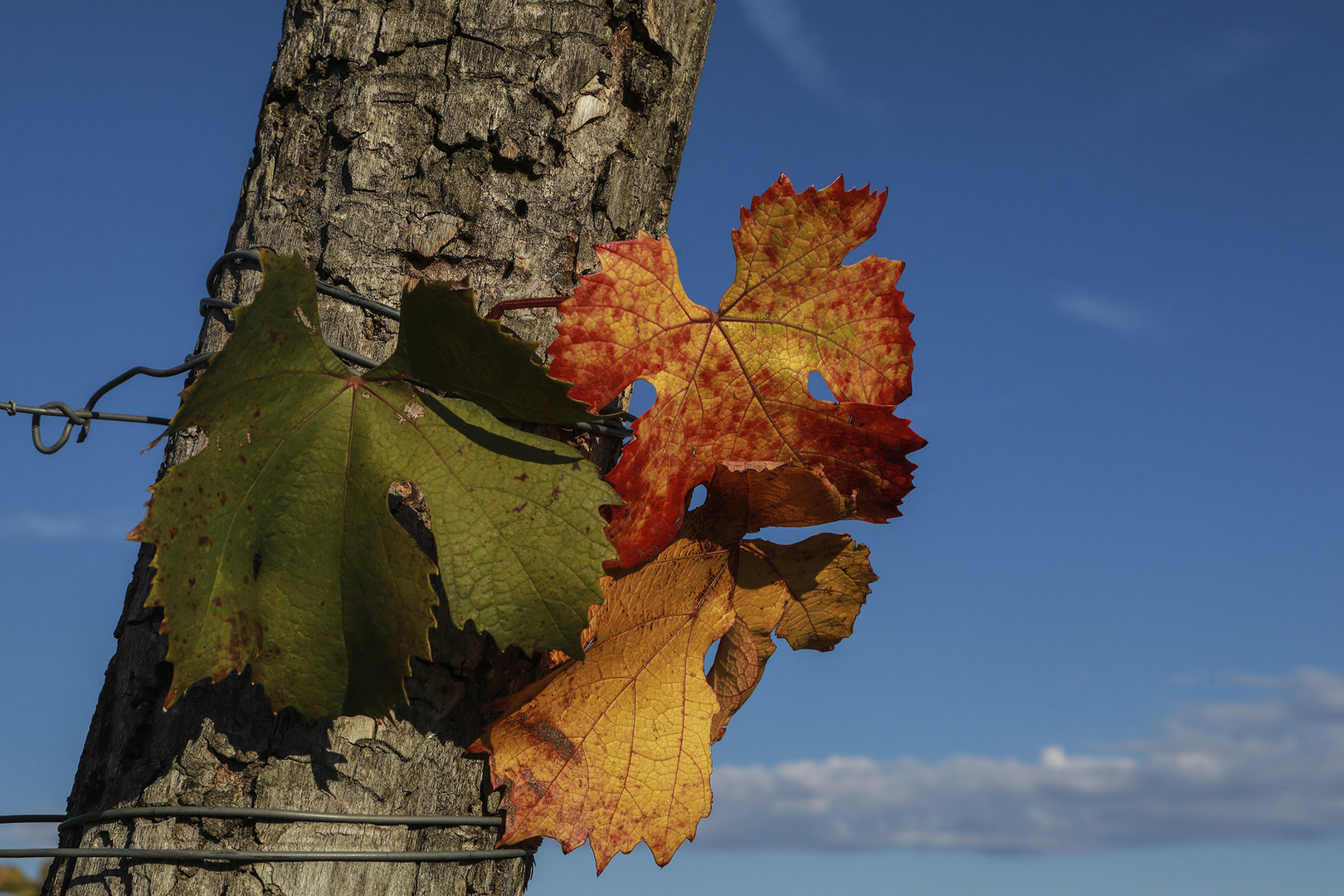 Prove d'autunno