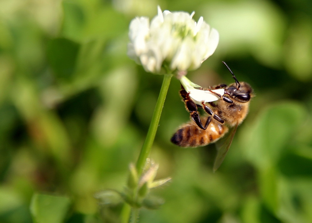 Prove di Macro