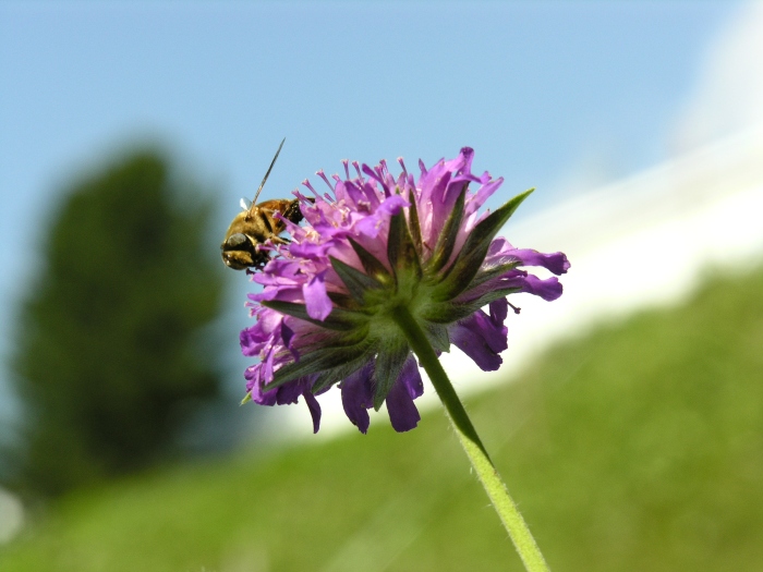 Prove di macro a mano libera