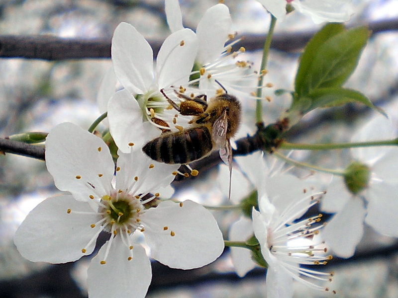 prove di primavera