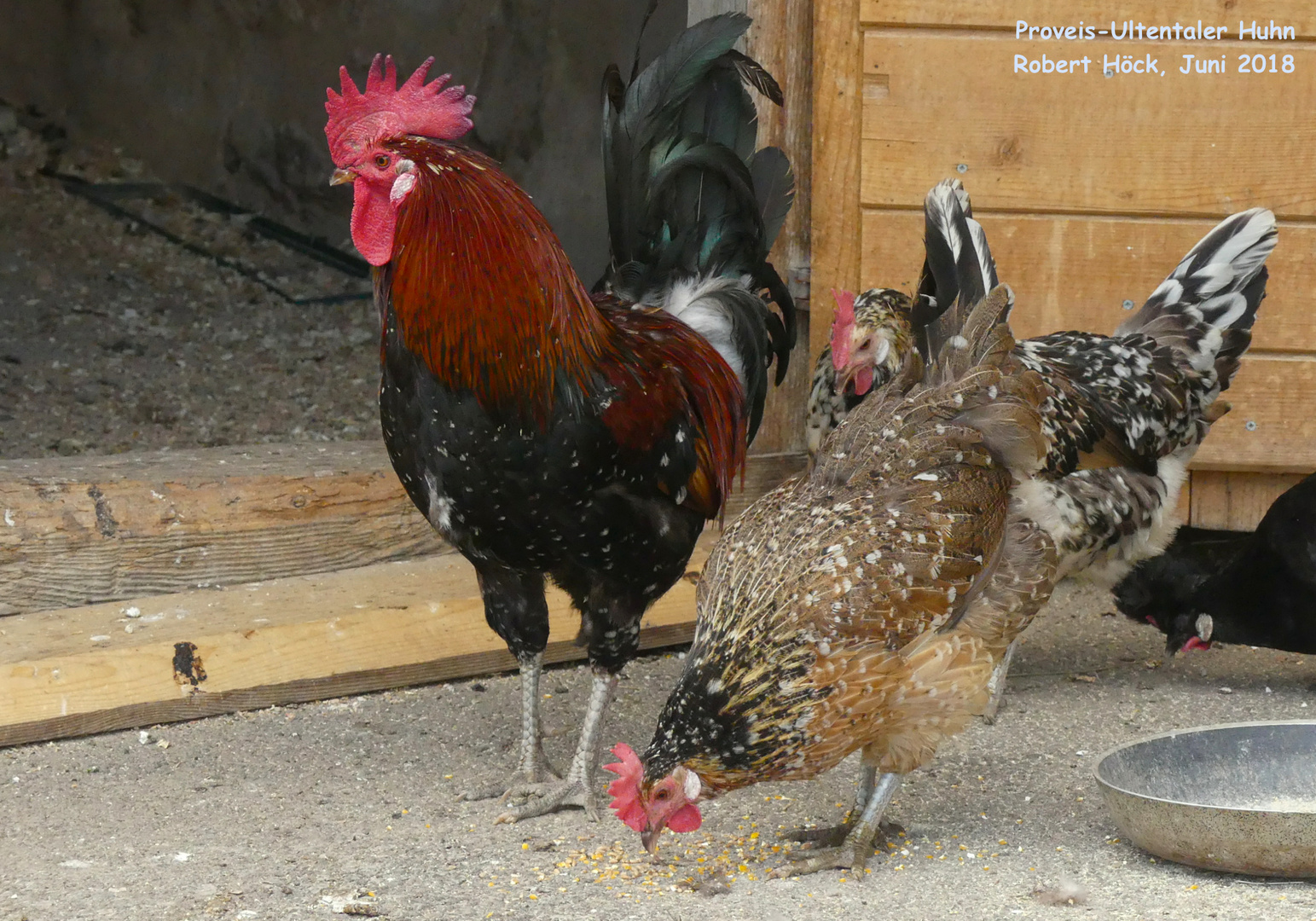 Proveis-Ultentaler Hühner sind auch bekannt als Mühlbacher Huhn
