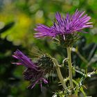 Provencalische Distel