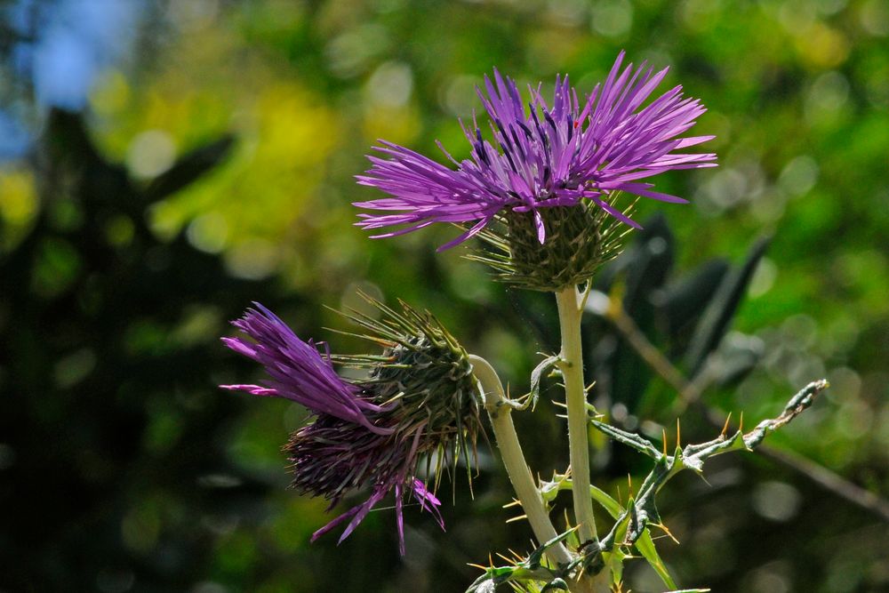 Provencalische Distel