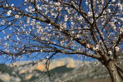 Provencalischer Frühling