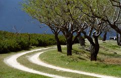 Provencalischer Frühling