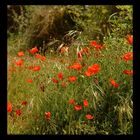 Provencalischer Mohn