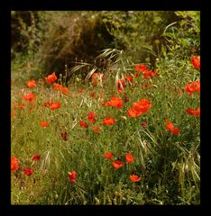 Provencalischer Mohn