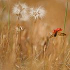 provencalisches ROT