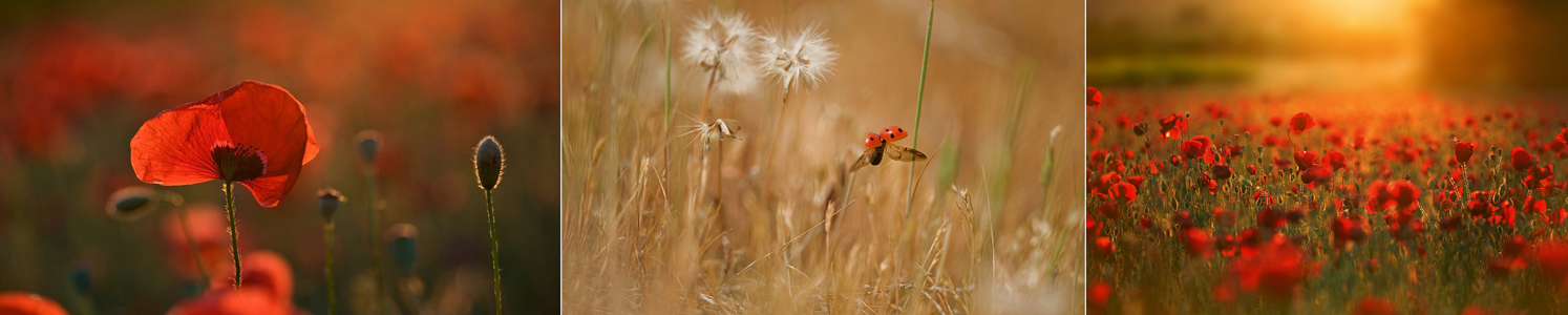 provencalisches ROT