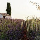 Provence 01