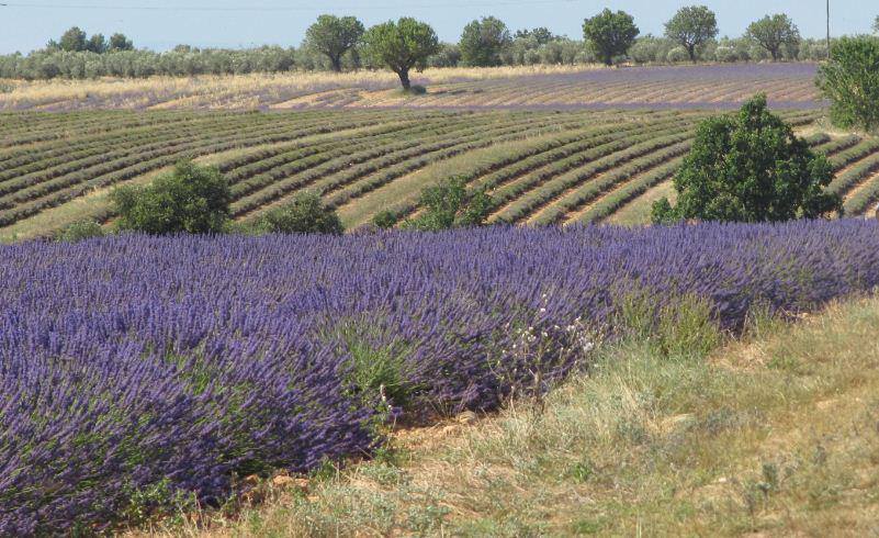 Provence 1