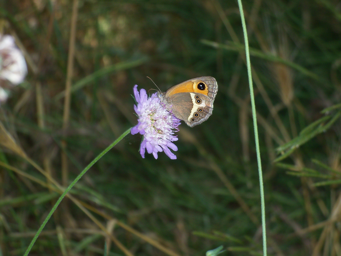 Provence