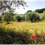 Provence