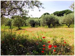 Provence