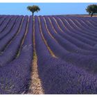 Provence 2005 _ 05