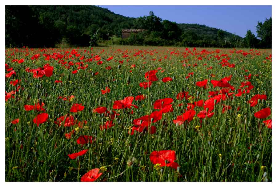 Provence 2005 _ 06