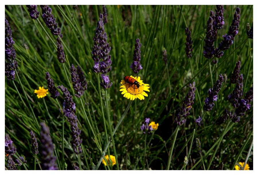 Provence 2005 _ 07