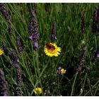 Provence 2005 _ 07