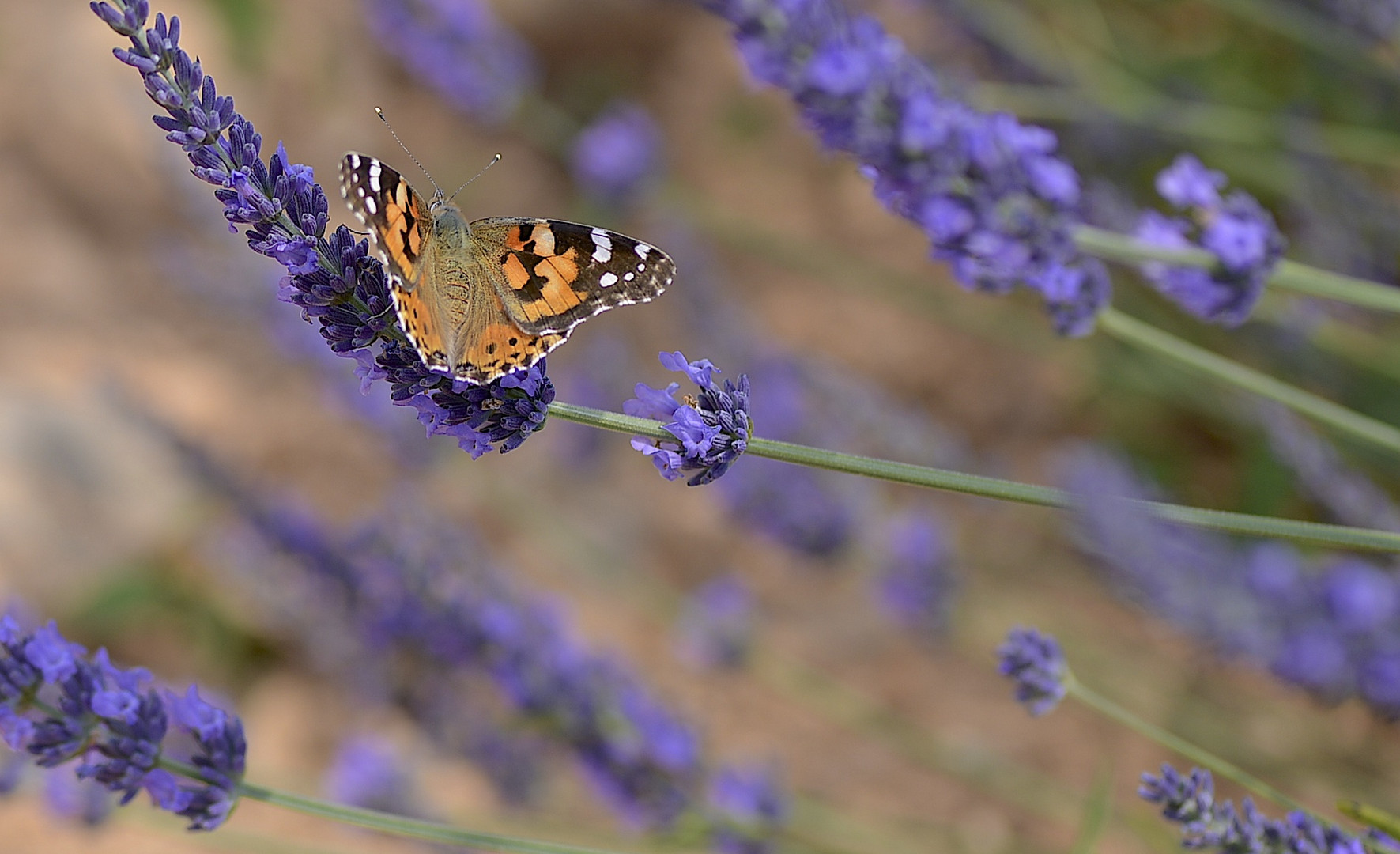 Provence 2018